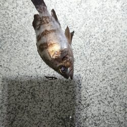 ケンサキまだ？