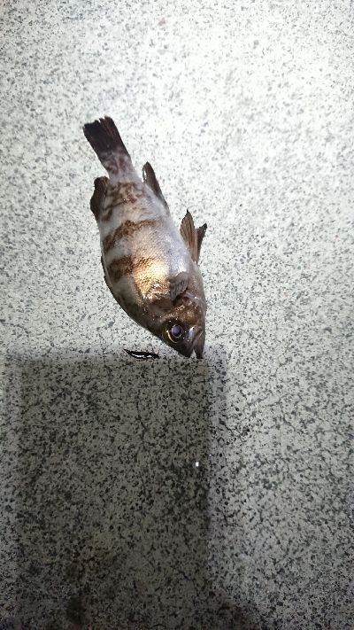 ケンサキまだ？