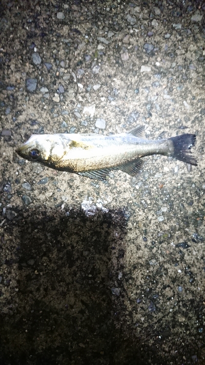 アタリはあるが。