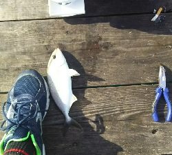 シオ、シオ、シオ！