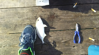 シオ、シオ、シオ！