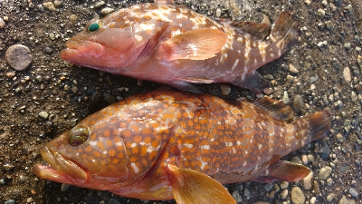 朝は涼しいです