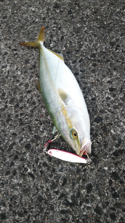 台風通過後の荒喰い