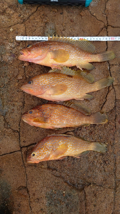 シーカヤック釣行