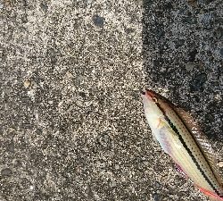 暇潰しの釣行、ちょい投げで良型キス♪