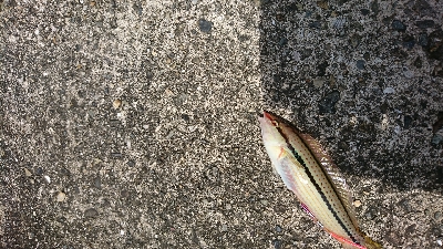 暇潰しの釣行、ちょい投げで良型キス♪