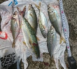 ｼｮｱｼﾞｷﾞで良型ﾒｸﾘｱｼﾞ＆ﾂﾊﾞｽ＆ｱｺｳ他