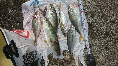 ｼｮｱｼﾞｷﾞで良型ﾒｸﾘｱｼﾞ＆ﾂﾊﾞｽ…