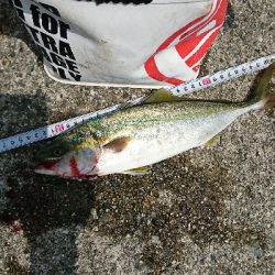 若頭に完敗…ハマチ&ツバス祭(゜ロ゜;