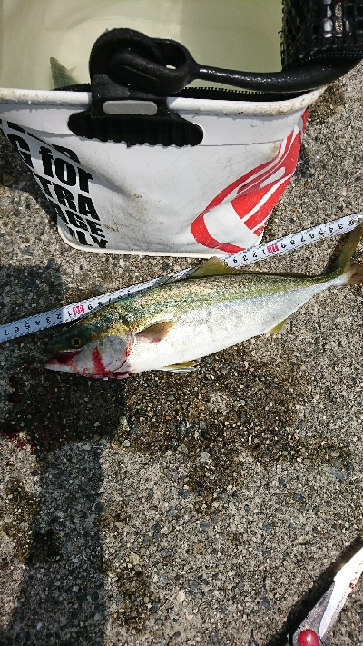 若頭に完敗…ハマチ＆ツバス祭(゜ロ゜;