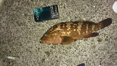 掟破りのライトワインドでアコウや!!