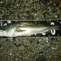 ランカー弱78センチ❗ゲット!!