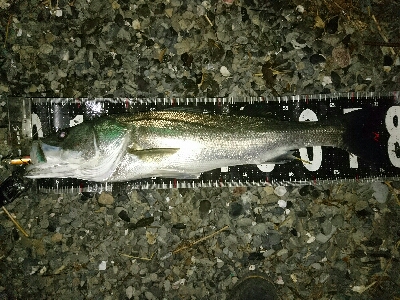 ランカー弱78センチ❗ゲット…