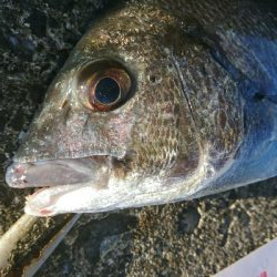 夏本番！！トップチニングで本チヌゲット！！