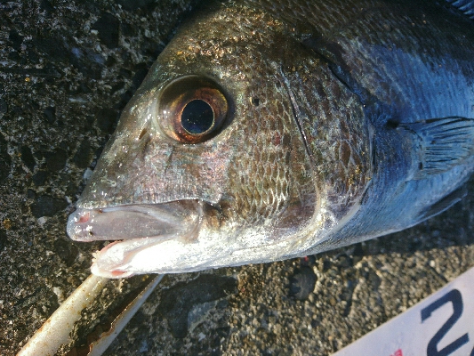 夏本番！！トップチニングで本チヌゲット！！…