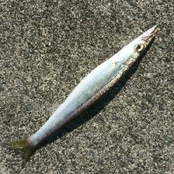 コラボライトフィッシングでカマス来た!