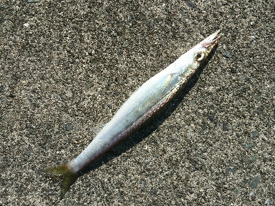 コラボライトフィッシングでカマス来た！