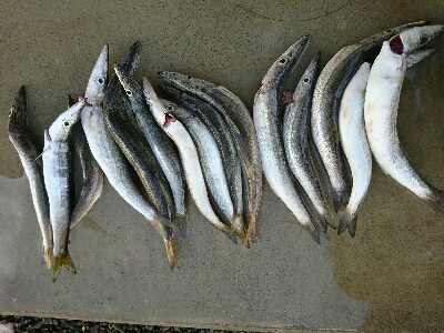 爆釣！！真っ昼間のカマスライトフィッシング…