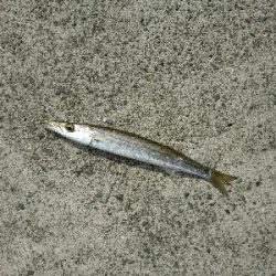 お昼から連日のカマスフィッシング!!