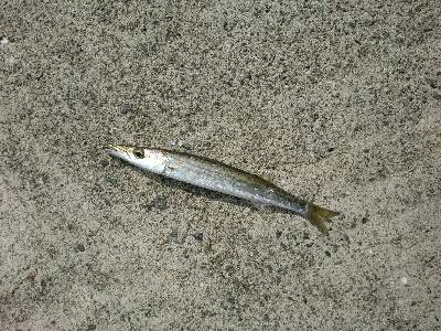 お昼から連日のカマスフィッシング！！