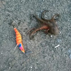 タコカウンター5杯目!!