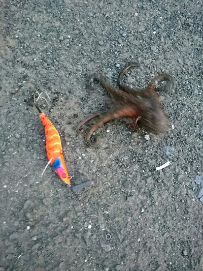 タコカウンター5杯目！！