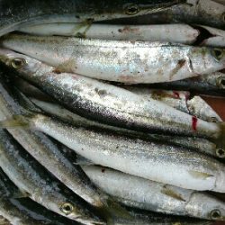 朝マズメ爆釣!!16本カマスゲット!!