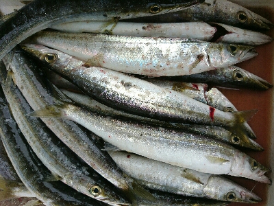 朝マズメ爆釣！！16本カマスゲット！！