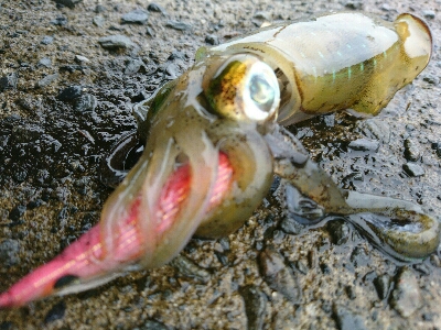 秋イカ調査！！