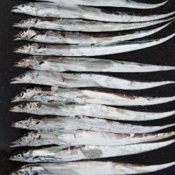 タチウオテンヤ