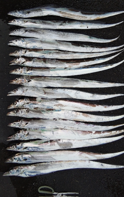 タチウオテンヤ