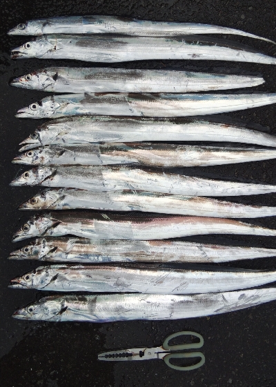 タチウオテンヤ