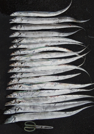 タチウオテンヤ