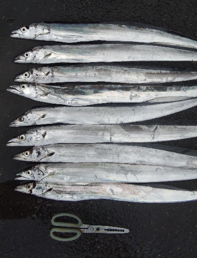 タチウオテンヤ