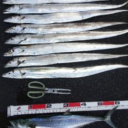 タチウオテンヤとサゴシ