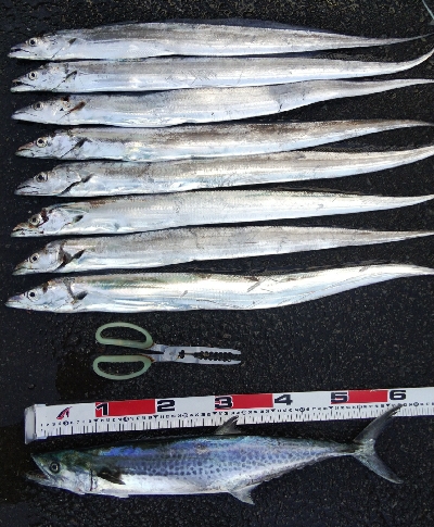 タチウオテンヤとサゴシ