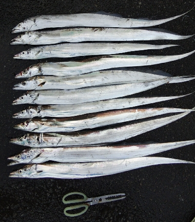 タチウオテンヤ