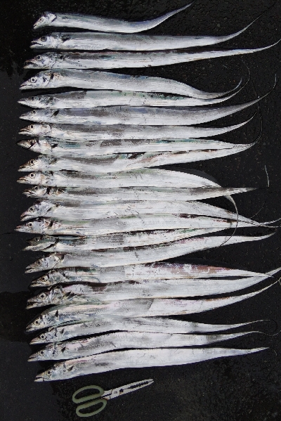 タチウオテンヤ