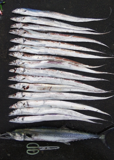 タチウオとサワラ