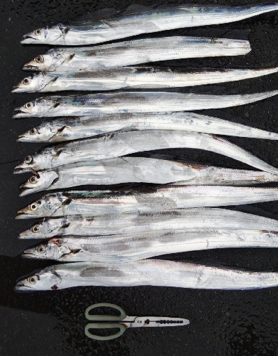 タチウオテンヤ