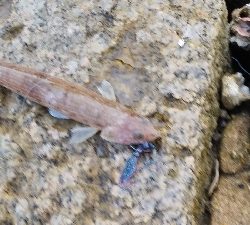 アオリ調査でしたが