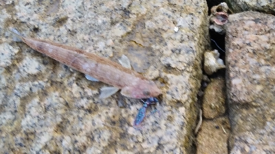 アオリ調査でしたが