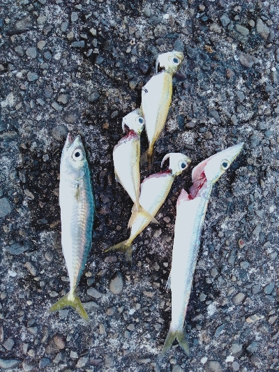 カマスリベンジ