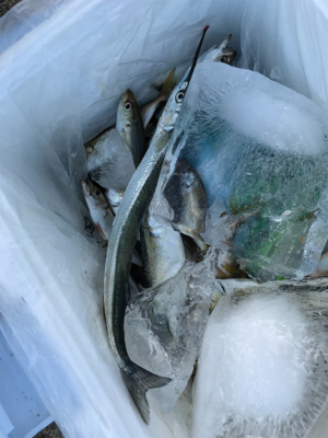 サビキでサヨリ