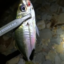 ナイトアジング