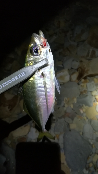 ナイトアジング