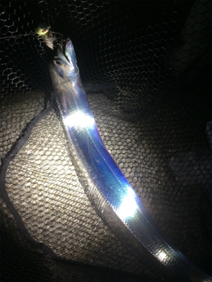 タチウオとエソ