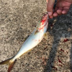 ツバスイマイチ