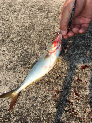 ツバスイマイチ