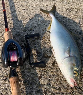 やっぱりツバスとうっかりガザミ